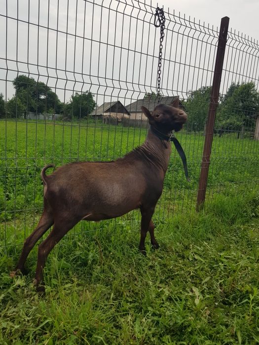Murciano Granadina mascul de 2 ani, genetică de Excepție!