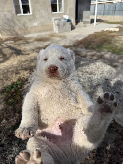 Продажа щенки Алабай(САО)