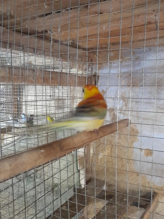 Papagalii rosella și cântători