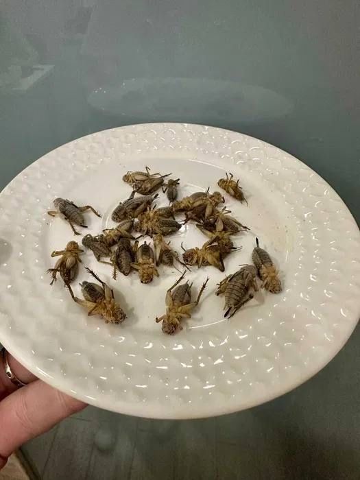 Морженые сверчки подробнее по телефону или телеграмм