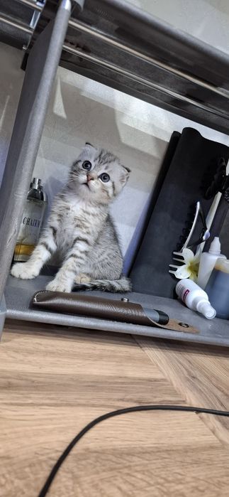 Шотландские вислоухие котята