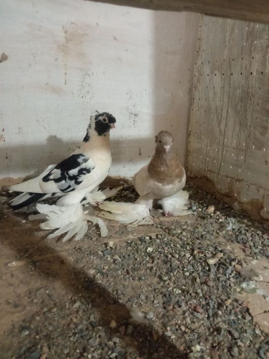 Продаю голубей двух чубых