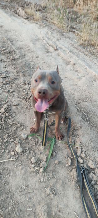 Предлагается на вязку кобель питбуля