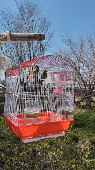 Попугаи породистые