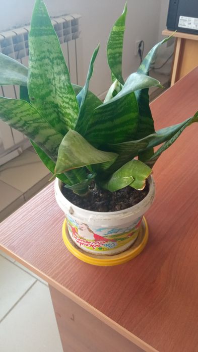 Цветы для дома и для офиса