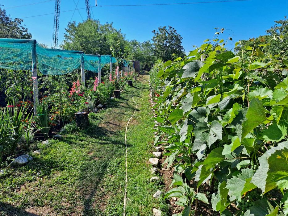 Teren Intravilan Com.Polovragi 2734 mp/Livada/Vita de vie/Transalpina