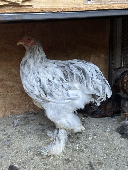 Disponibili cocosi brahma tineret