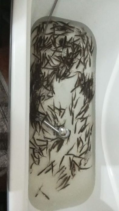 Живец чебак. Астана