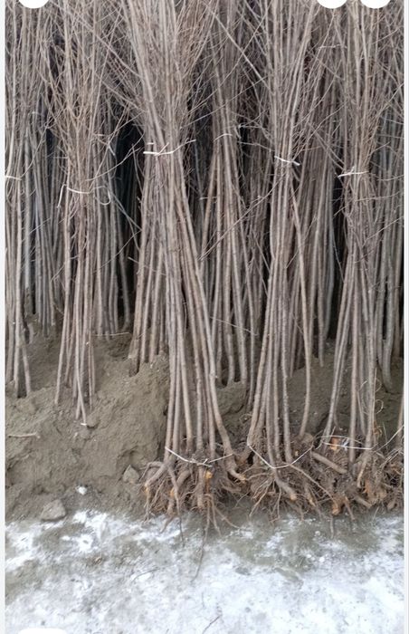 Olvoli achiq gilos shur gilos olcha koʻchatlar