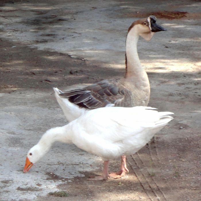 Продам домашних гусей!