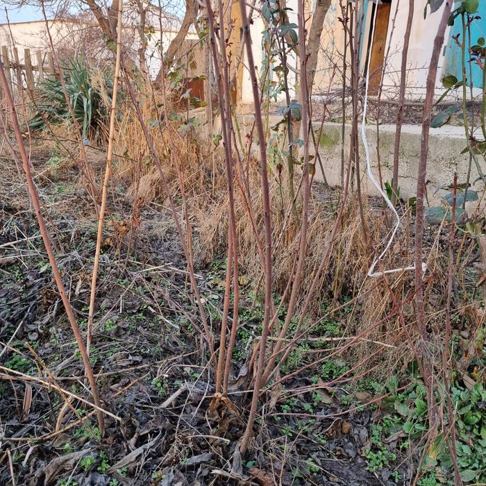 Арча ва гилос кочатлари