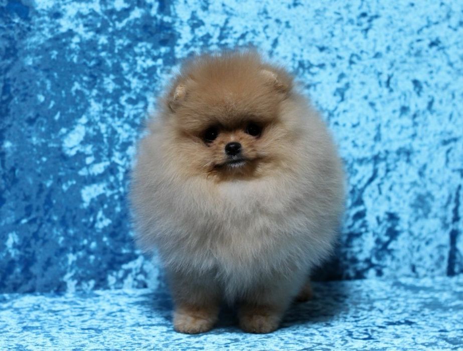 Бронь шпица ватсап