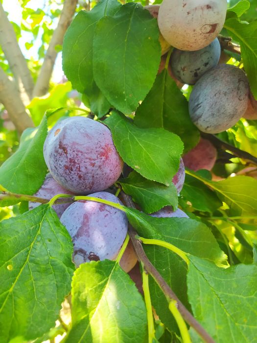 Prune  tuleu  gras pentru țuică,gem