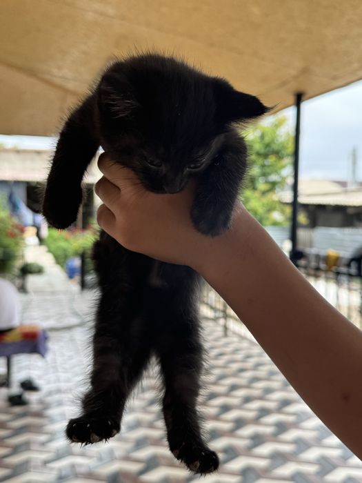 Отдам даром котят