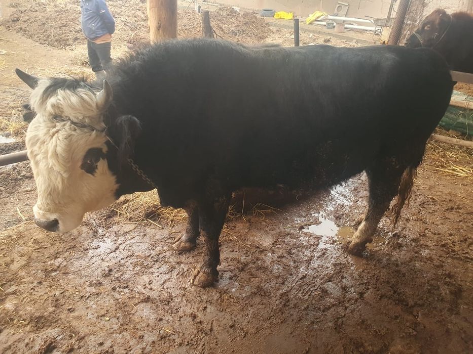 Zotdor buqalar sotiladi