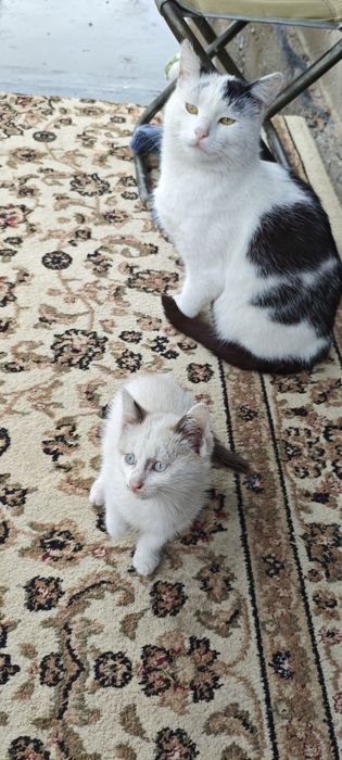 котенок девочка в добрые руки