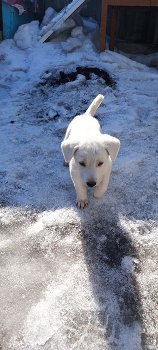 Отдам щенка в добрые руки
