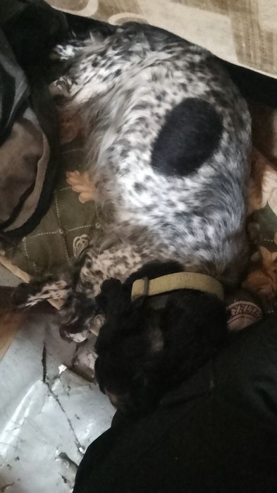 Отдам щенят русский спаниель