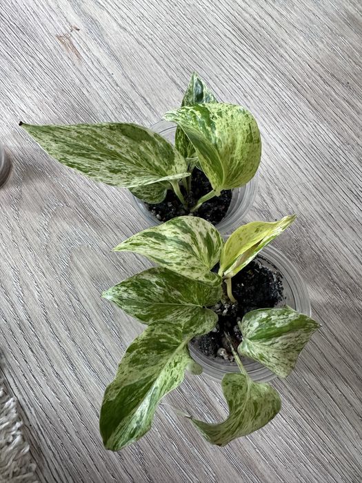 Комнатные цветы.