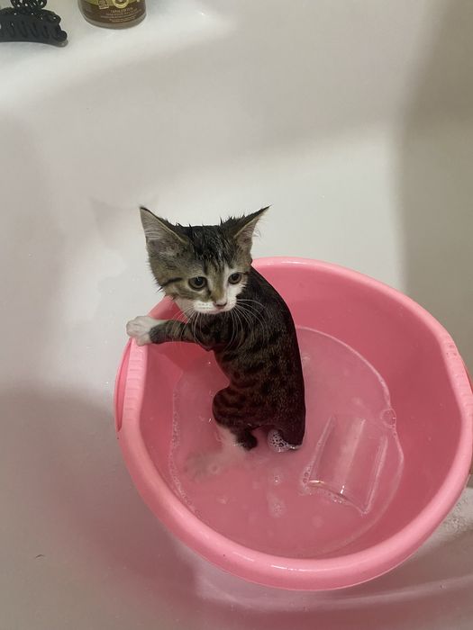 кошка 3-4 месяца