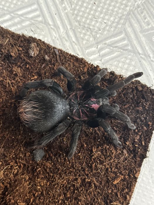 Tarantula Xenethis sp Bright