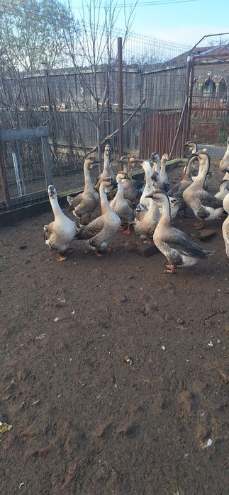 Gâscani de vânzare