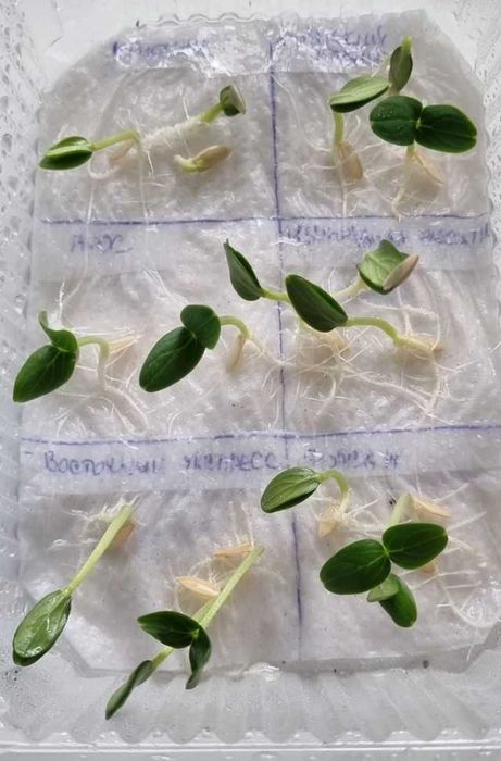 Bodring pomidor ko'chatlari sifat kafolati