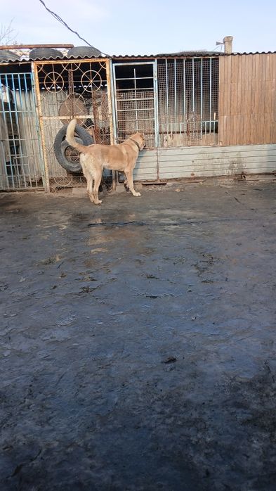 Продам щенка годик.