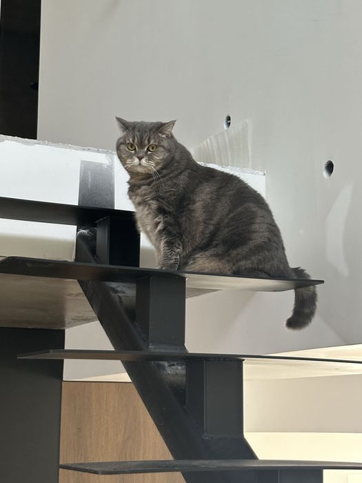 Пропала кошка 25 ноября 2025