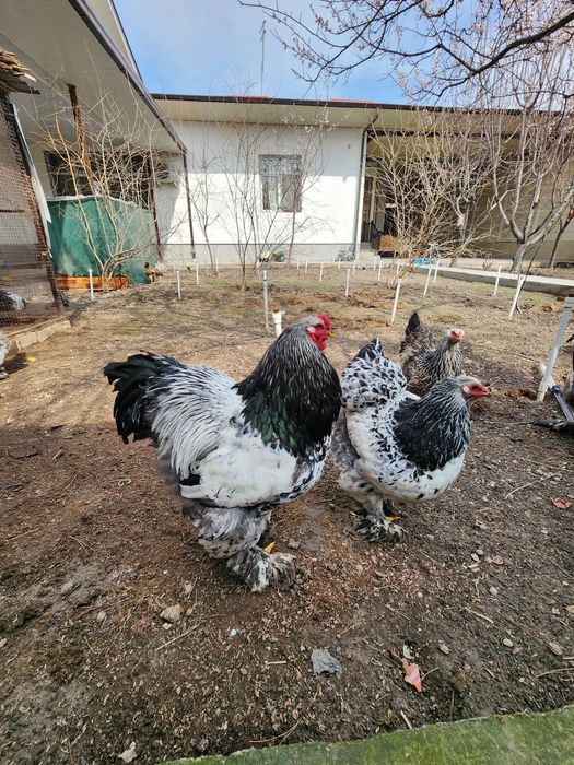 Brama tyomniy pux tuxumlari sotiladi