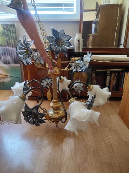 Полилей, италиански с височина 0,50 см