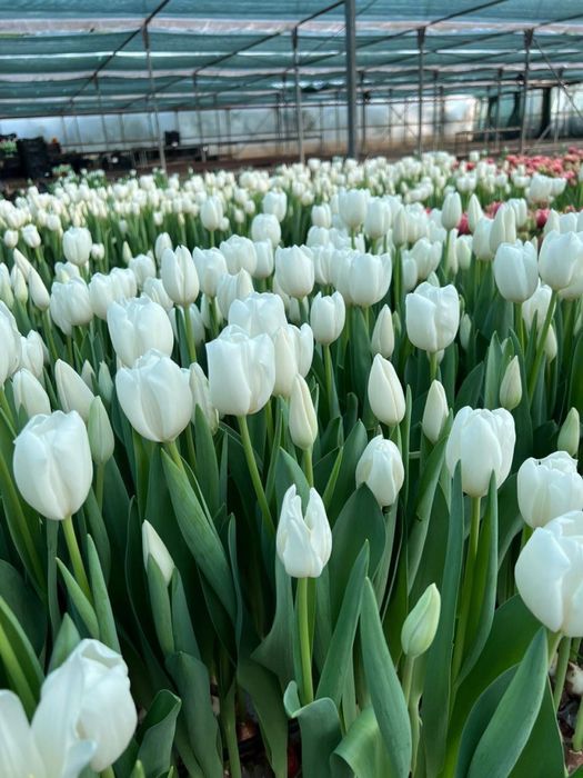 Продаем тюльпаны на 8 марта