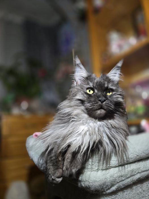 Maine coon Maine coon