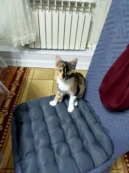 Отдам в добрые руки