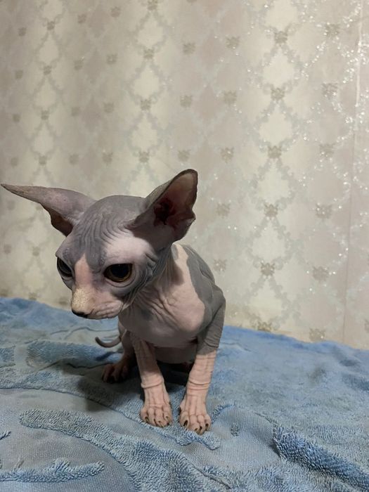 Продам   котят  цфинкс