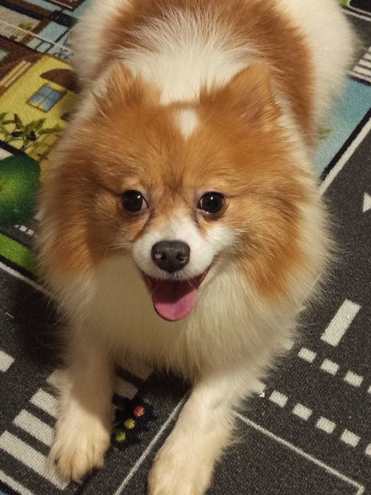 Подарявам мини шпиц