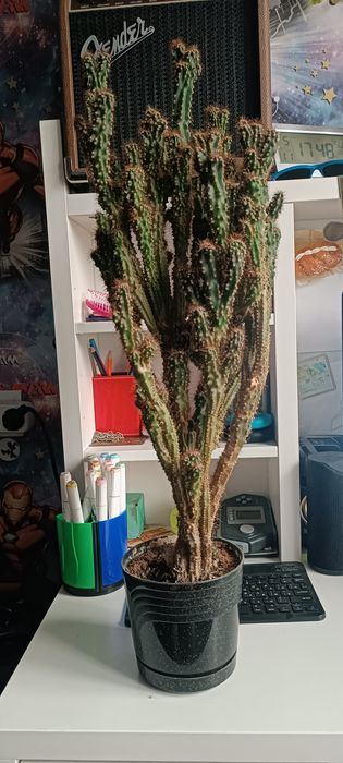 Кактус  дерево                                                       *