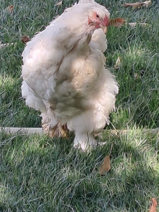 Кафас янги сотилади товук брама тухмга  зоти тоза