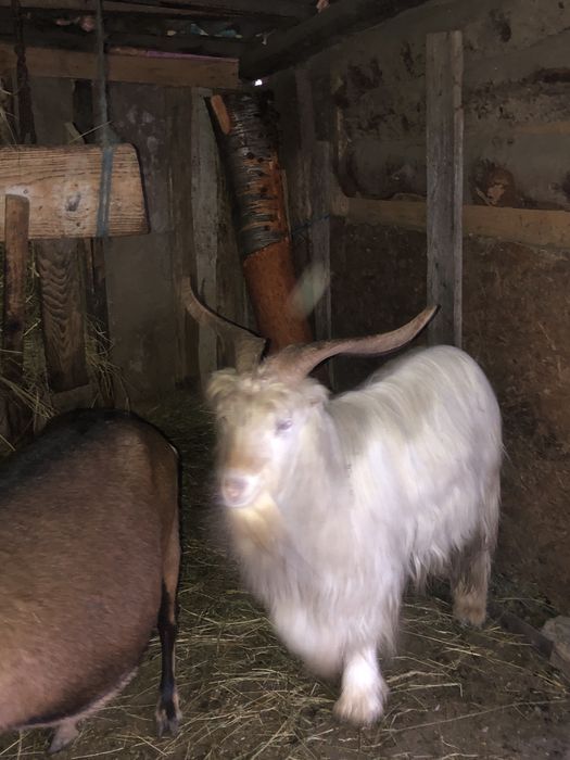 Vand tap de rasa saanen