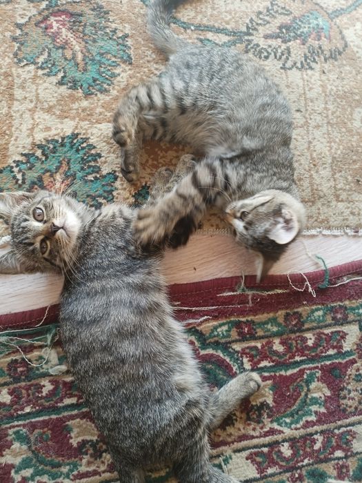 Котята хорошие мышеловы домашние