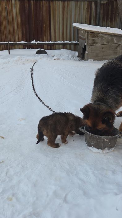 Отдам щенка. Мама немецкая овчарка