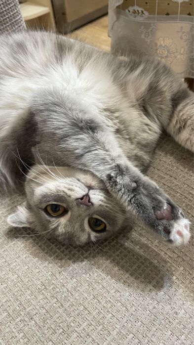 Кошка бесплатно