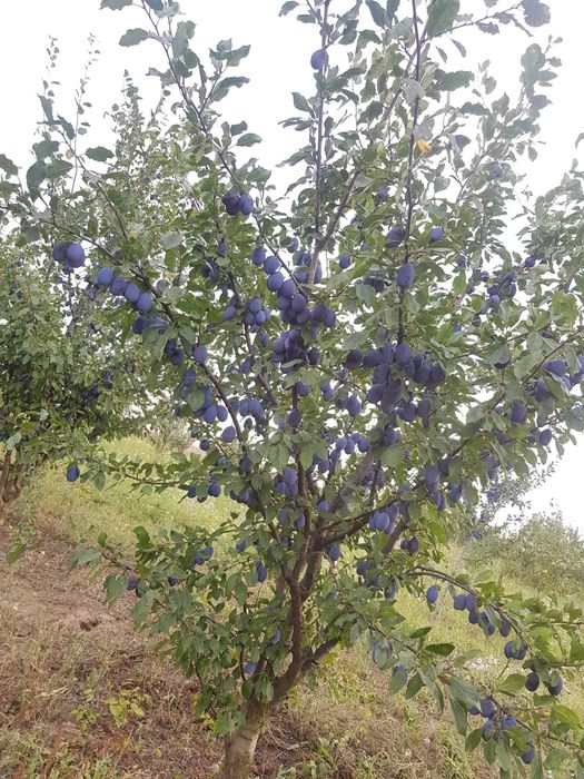 Vand livada de pomi fructiferi