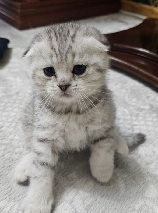 Шотландские котята