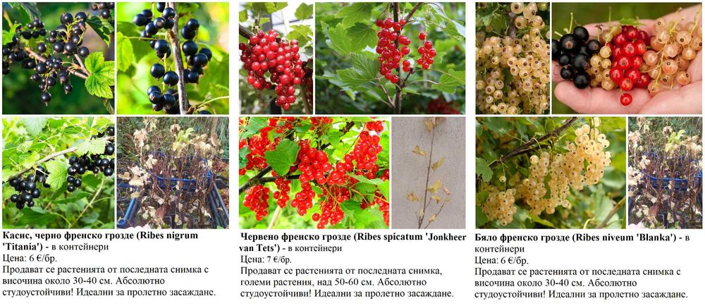 Плодни храсти в контейнери