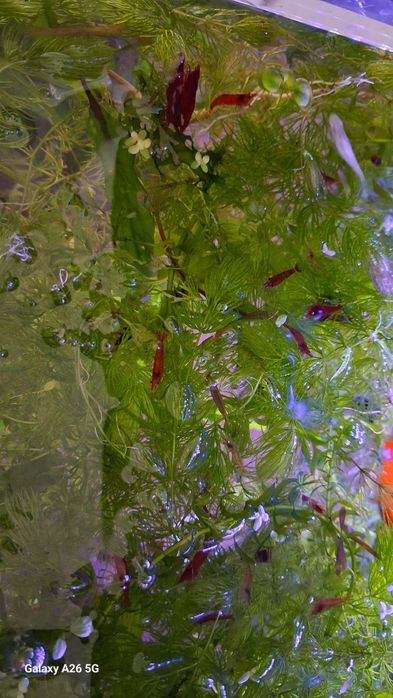 Креветки красные