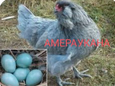 Продам Цыплят. Цены разные..