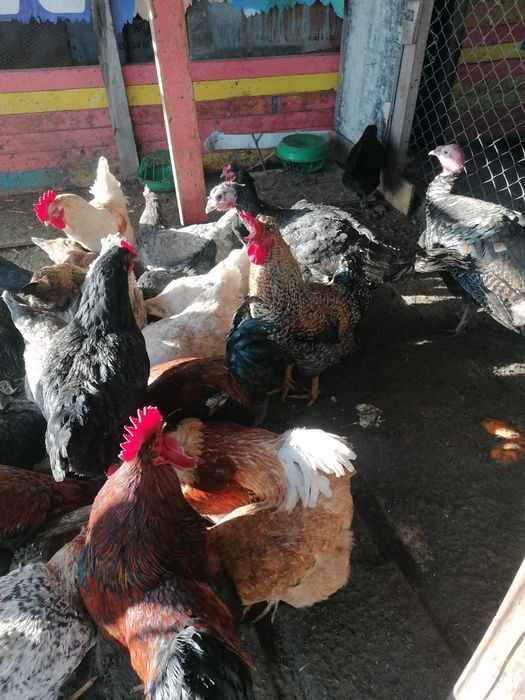 Петли свободно гледани