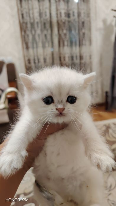 Zalotisti Shinshilla tobbi