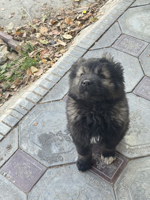 Кавказская овчарка